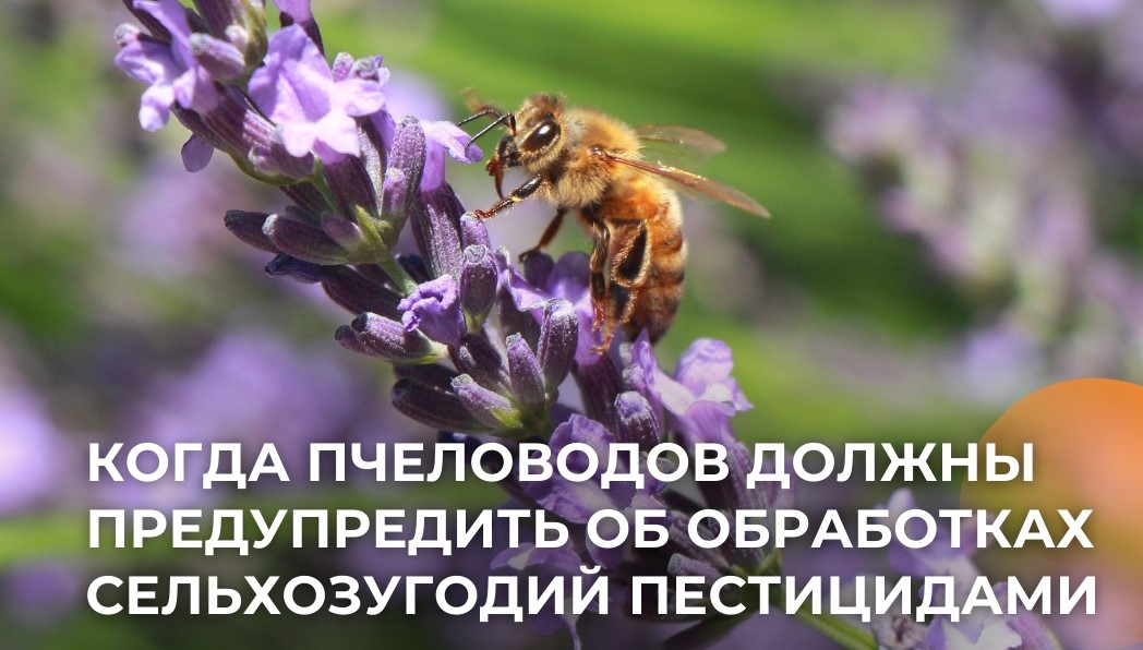 Правила для пчеловодов и аграриев  в период применения пестицидов..